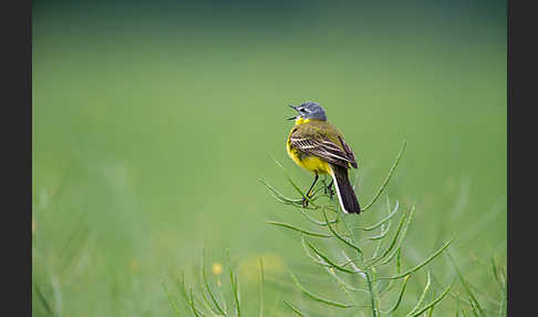 Wiesenschafstelze (Motacilla flava)