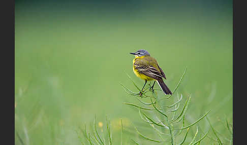 Wiesenschafstelze (Motacilla flava)