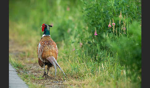 Fasan (Phasianus colchicus)