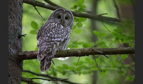 Habichtskauz (Strix uralensis)