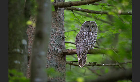 Habichtskauz (Strix uralensis)