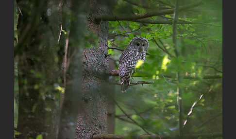 Habichtskauz (Strix uralensis)