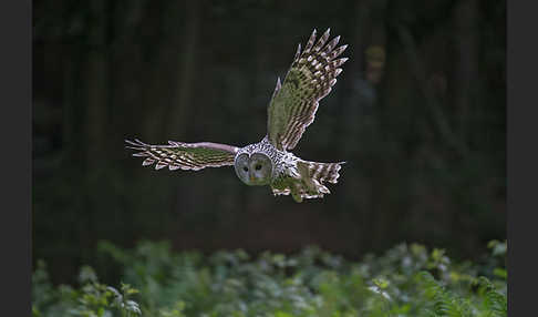 Habichtskauz (Strix uralensis)