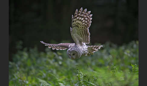 Habichtskauz (Strix uralensis)