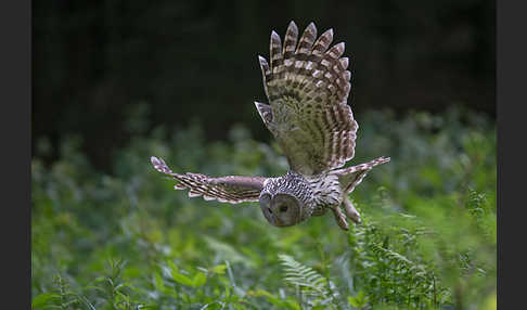 Habichtskauz (Strix uralensis)