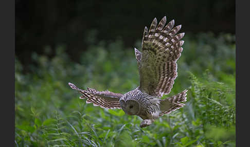 Habichtskauz (Strix uralensis)