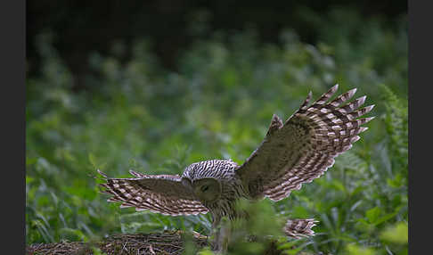 Habichtskauz (Strix uralensis)