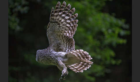 Habichtskauz (Strix uralensis)