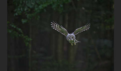 Habichtskauz (Strix uralensis)