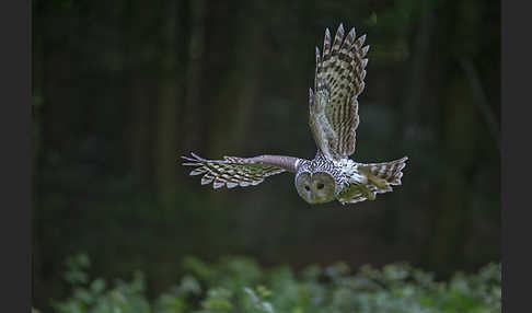 Habichtskauz (Strix uralensis)