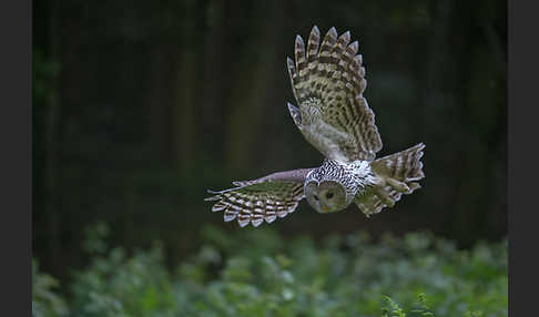 Habichtskauz (Strix uralensis)