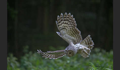 Habichtskauz (Strix uralensis)