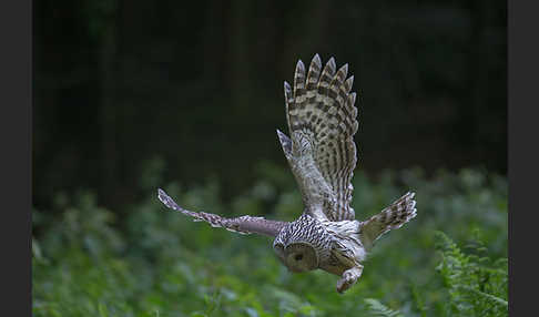 Habichtskauz (Strix uralensis)