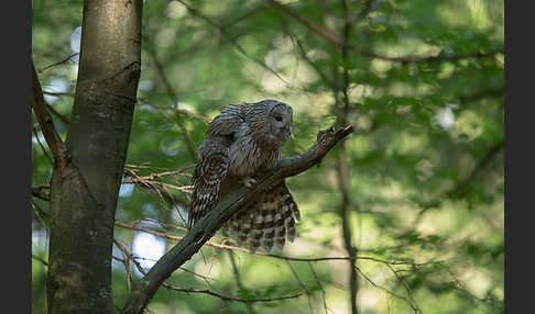 Habichtskauz (Strix uralensis)