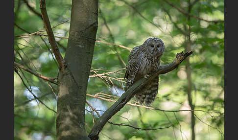 Habichtskauz (Strix uralensis)