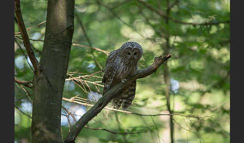 Habichtskauz (Strix uralensis)