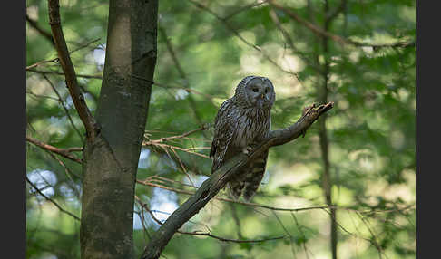 Habichtskauz (Strix uralensis)