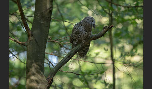 Habichtskauz (Strix uralensis)