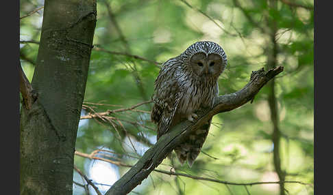 Habichtskauz (Strix uralensis)