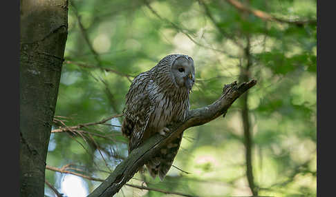 Habichtskauz (Strix uralensis)