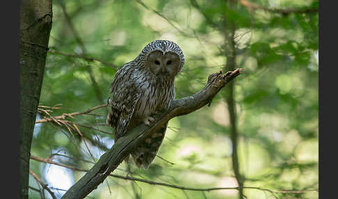 Habichtskauz (Strix uralensis)