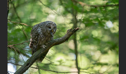 Habichtskauz (Strix uralensis)