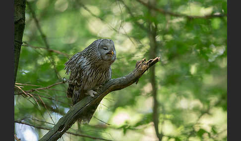 Habichtskauz (Strix uralensis)