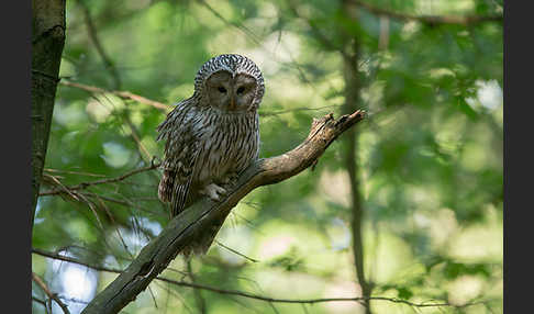 Habichtskauz (Strix uralensis)
