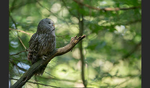 Habichtskauz (Strix uralensis)