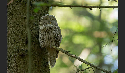 Habichtskauz (Strix uralensis)