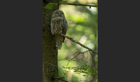 Habichtskauz (Strix uralensis)