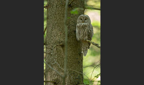 Habichtskauz (Strix uralensis)