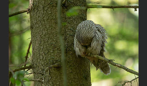 Habichtskauz (Strix uralensis)