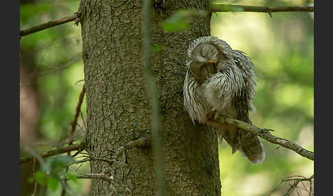 Habichtskauz (Strix uralensis)