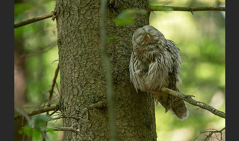 Habichtskauz (Strix uralensis)