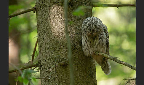 Habichtskauz (Strix uralensis)