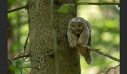 Habichtskauz (Strix uralensis)