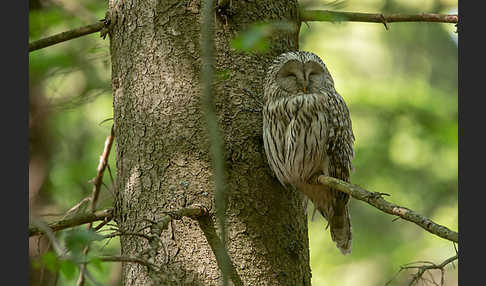 Habichtskauz (Strix uralensis)