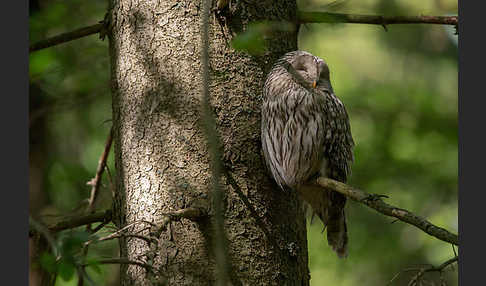 Habichtskauz (Strix uralensis)