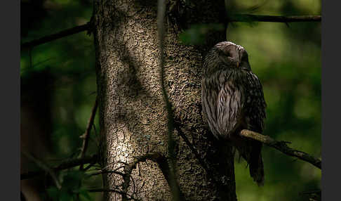 Habichtskauz (Strix uralensis)