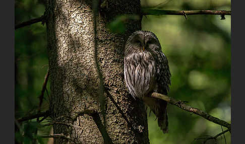 Habichtskauz (Strix uralensis)