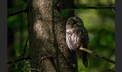 Habichtskauz (Strix uralensis)