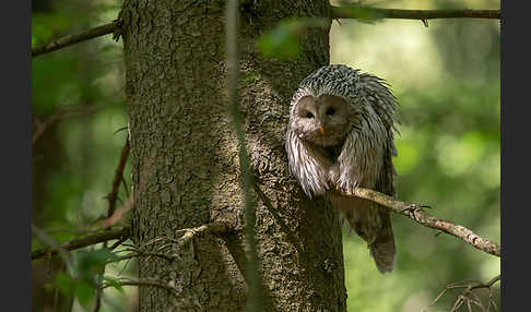 Habichtskauz (Strix uralensis)