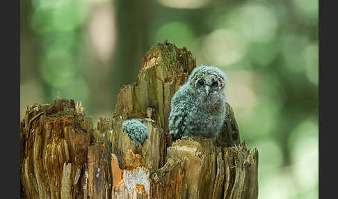 Habichtskauz (Strix uralensis)