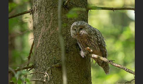 Habichtskauz (Strix uralensis)