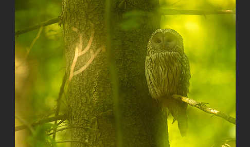 Habichtskauz (Strix uralensis)