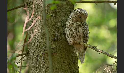 Habichtskauz (Strix uralensis)