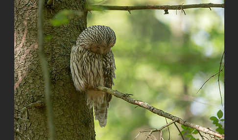 Habichtskauz (Strix uralensis)