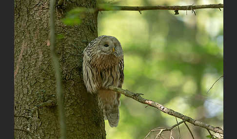 Habichtskauz (Strix uralensis)