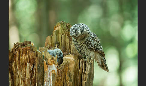 Habichtskauz (Strix uralensis)